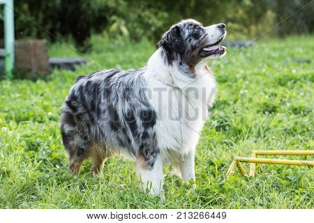 Australien shepherd domestic dog portrait from belgium