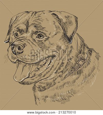 Rottweiler vector hand drawing black and white illustration isolated on beige background