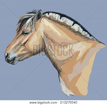 Portrait of horse head in profil (norwegian fjord pony) vector colorful hand drawing illustration on blue background