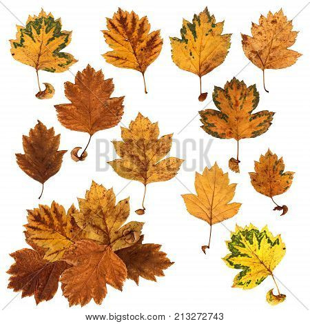 Application Of Hawthorn Perspective Dry Delicate Bright Red, Yellow, Orange, Brown, Mottled Leaf