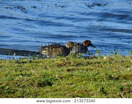 Pair of teal at waters edge, late autumn