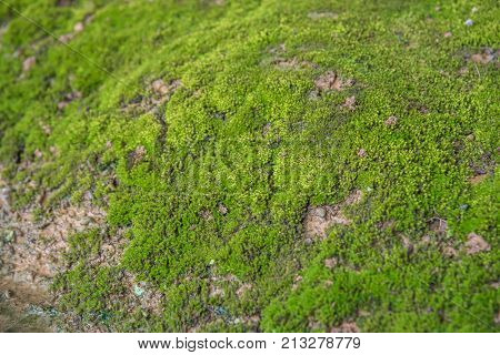 Mosses Are Small Flowerless Plants In A Nature