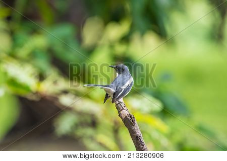 Bird (oriental Magpie-robin) In A Nature Wild
