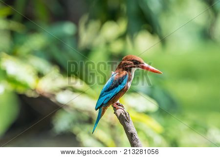 Bird (oriental Magpie-robin) In A Nature Wild