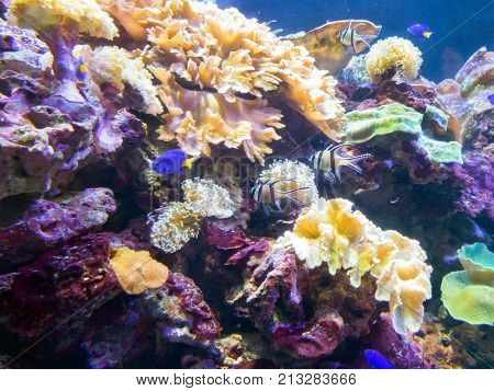 Exotic Saltwater Fish Swimming In A Big Aquarium