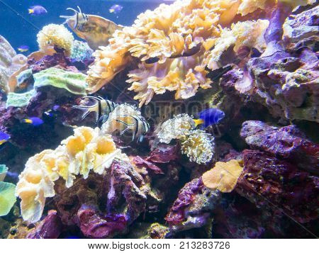 Exotic Saltwater Fish Swimming In A Big Aquarium