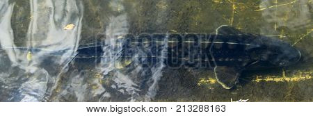 Sterlet in the water of fish farm