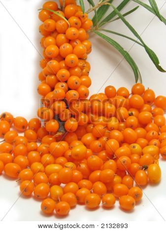 Plody rakytníku
