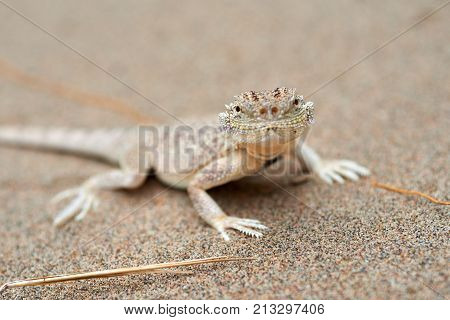 Phrynocephalus mystaceus.
Phrynocephalus mystaceus is a species of agamid lizard.