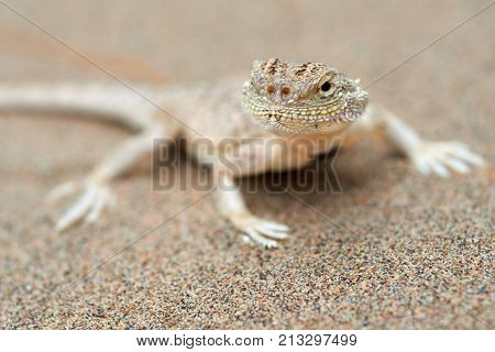 Phrynocephalus mystaceus.
Phrynocephalus mystaceus is a species of agamid lizard.