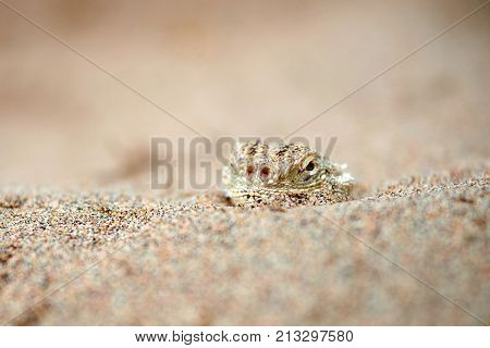 Phrynocephalus mystaceus.
Phrynocephalus mystaceus is a species of agamid lizard.