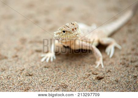 Phrynocephalus mystaceus.
Phrynocephalus mystaceus is a species of agamid lizard.