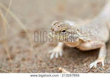 Phrynocephalus mystaceus.
Phrynocephalus mystaceus is a species of agamid lizard.