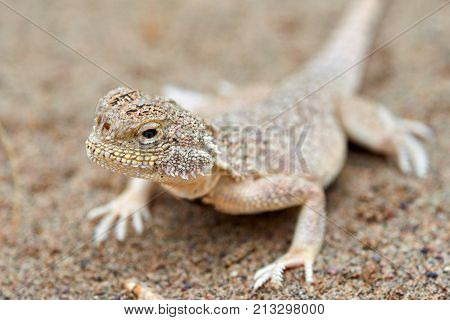 Phrynocephalus mystaceus.
Phrynocephalus mystaceus is a species of agamid lizard.