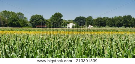 Rural landscape at summer along the road from Recanati to San Firmano (Macerata Marches italy)