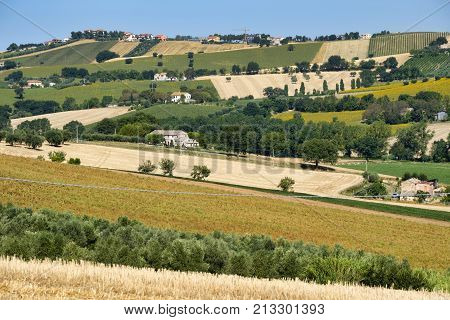 Rural landscape at summer along the road from Castelfidardo to Recanati (Ancona Marches italy)
