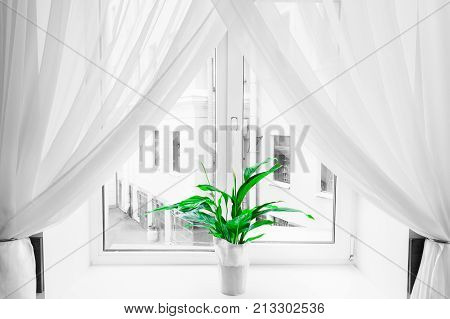 White sheer curtain texture background in daylight atmosphere of apartment's interior and green flower in flowerpot on the window sill. Black and white transparent curtain background.Curtain made of a light fabric that filters the light entering a room.