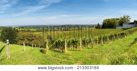 vineyard of the Jurancon wine in the French Pyrenees