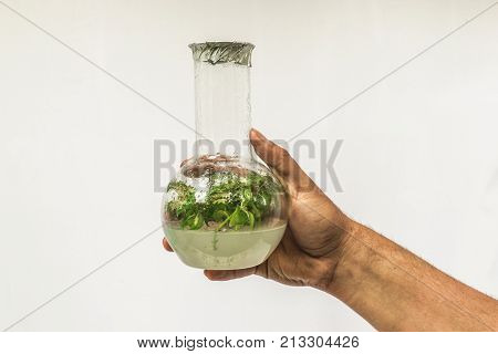Test tubes with micro plant in researcher man hand. Laboratory of micropropagation ecology microbiology in vitro