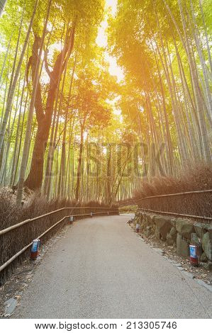 Walk way leading to Bamboo forest in Kyoto Japan natural landscape background