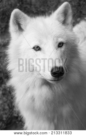 View of white wolf, black and white