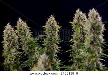 Close up detail of Cannabis cola (Sour Diesel marijuana strain) with visible hairs, trichomes and leaves on late flowering stage