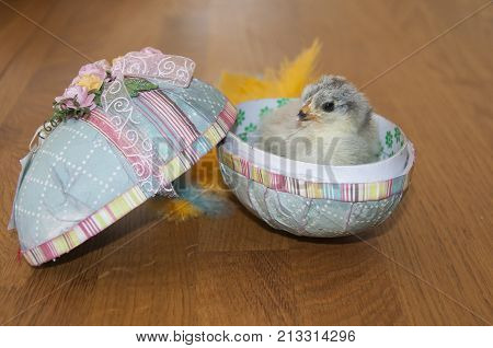 a little chicken inside an easter egg with feathers