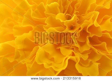 Marigold flower beautiful blossom for background .