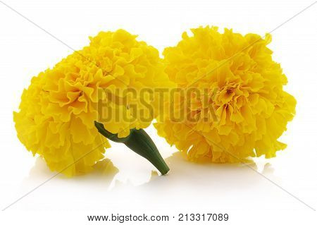 Marigold flower beautiful blossom close up background .