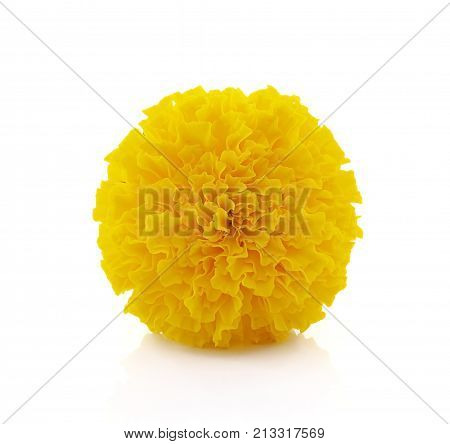 Marigold flower beautiful blossom on background .
