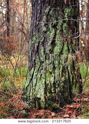 Detail view of some green moss and little plants on the bark of a tree. Forest landscape with mossy tree.