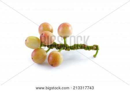 phyllanthus fruit isolated on white background .