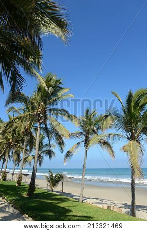 Vertical view of Mancora Beach in Peru with oalm trees and blue skies