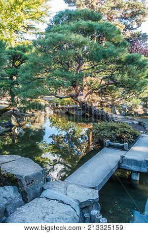 Trees and plants are reflected in a Japanese garden in Seatac Washington.