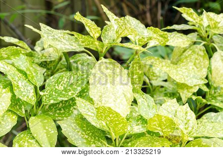 Spotted Laurel Plant Leaves (Aucuba Japonica leaves)