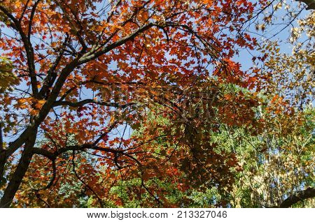 Popular Zaimov park  for rest and walk with auntual  yellow and red foliage, Oborishte district, Sofia, Bulgaria