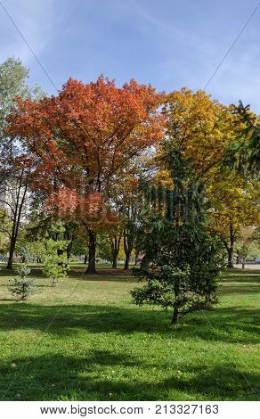 Popular Zaimov park  for rest and walk with auntual  yellow and red foliage, Oborishte district, Sofia, Bulgaria