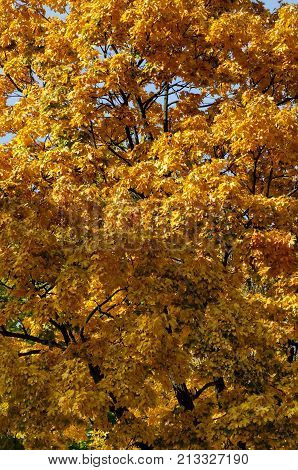 Popular Zaimov park  for rest and walk with auntual  yellow foliage, Oborishte district, Sofia, Bulgaria