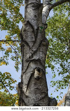 Birch or Betula alba tree with beauty trunk, bark and leaves in autumn in Popular Zaimov park, Sofia, Bulgaria