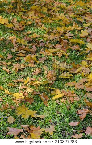 Natural background of autumnal foliage in Popular Zaimov park, Sofia, Bulgaria
