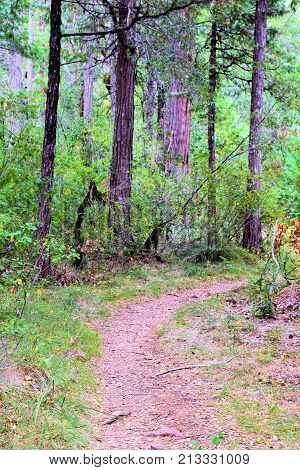 Hiking trail through a forest with pine trees and lush green plants