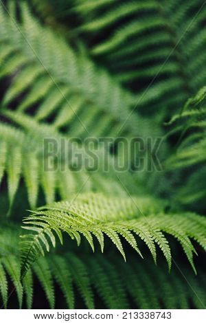 Closeup detail macro shot of fern leaves