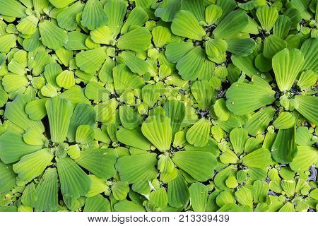 Common duckweed Lemna minor, full frame texture structure