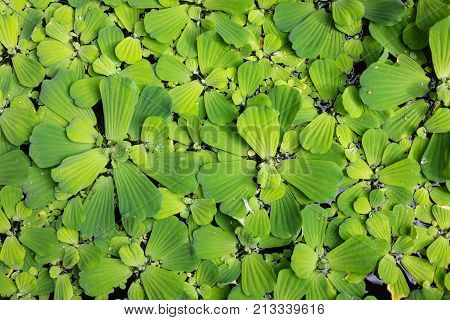 Common duckweed Lemna minor, full frame texture structure
