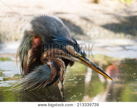 Puprple heron having bath in pond - Ardea purpurea