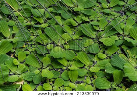 Common duckweed Lemna minor, full frame texture structure