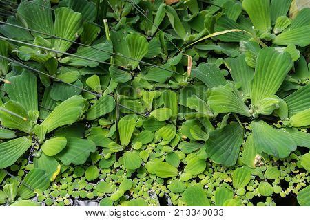 Common duckweed Lemna minor, full frame texture structure