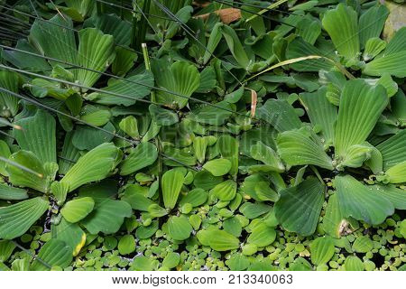 Common duckweed Lemna minor, full frame texture structure