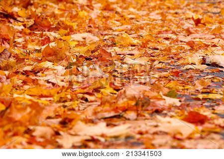 Autumn background from lot of colorful fallen yellow leaves on the ground outdoors close up view