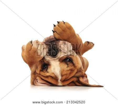 adorable little english bulldog puppy laying on its back on white bakground